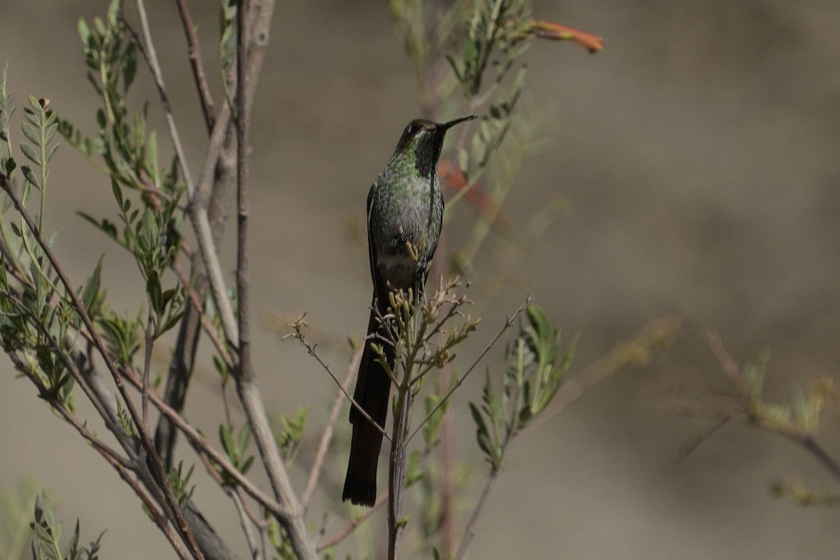 Red-tailed Comet - ML643634579