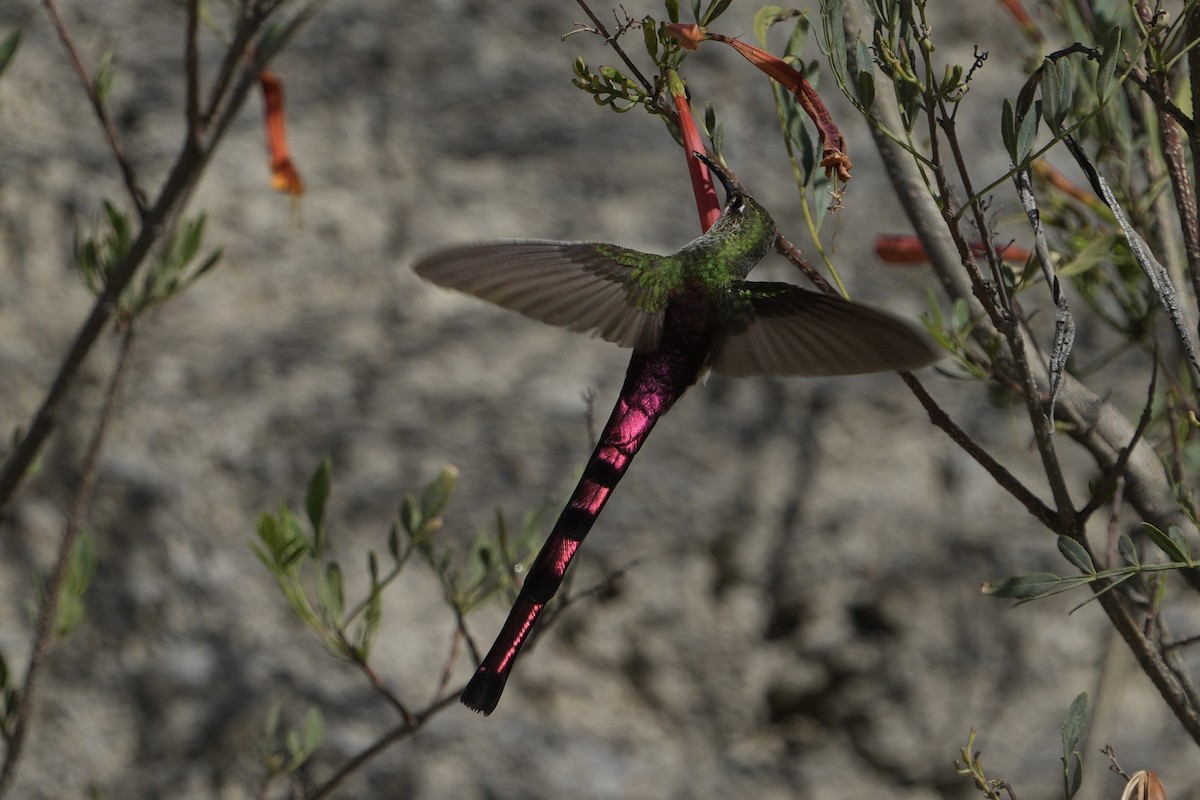 Red-tailed Comet - ML643634584