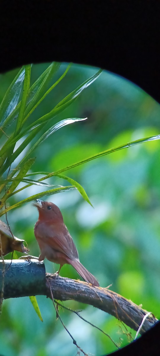 ズアカアリフウキンチョウ - ML643634593
