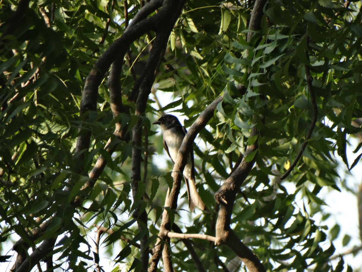 White-bellied Drongo - ML643634595