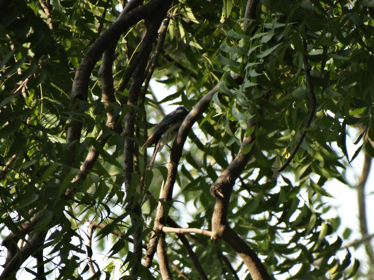 White-bellied Drongo - ML643634596