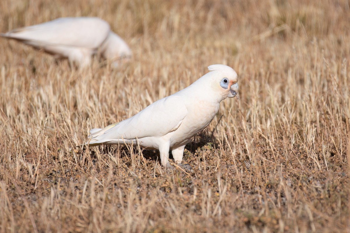 Cacatoès corella - ML643634598