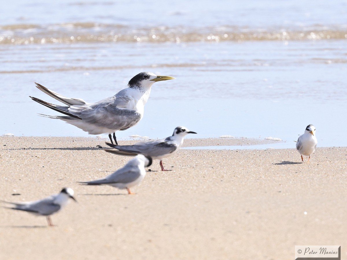 White-winged Tern - ML643634604