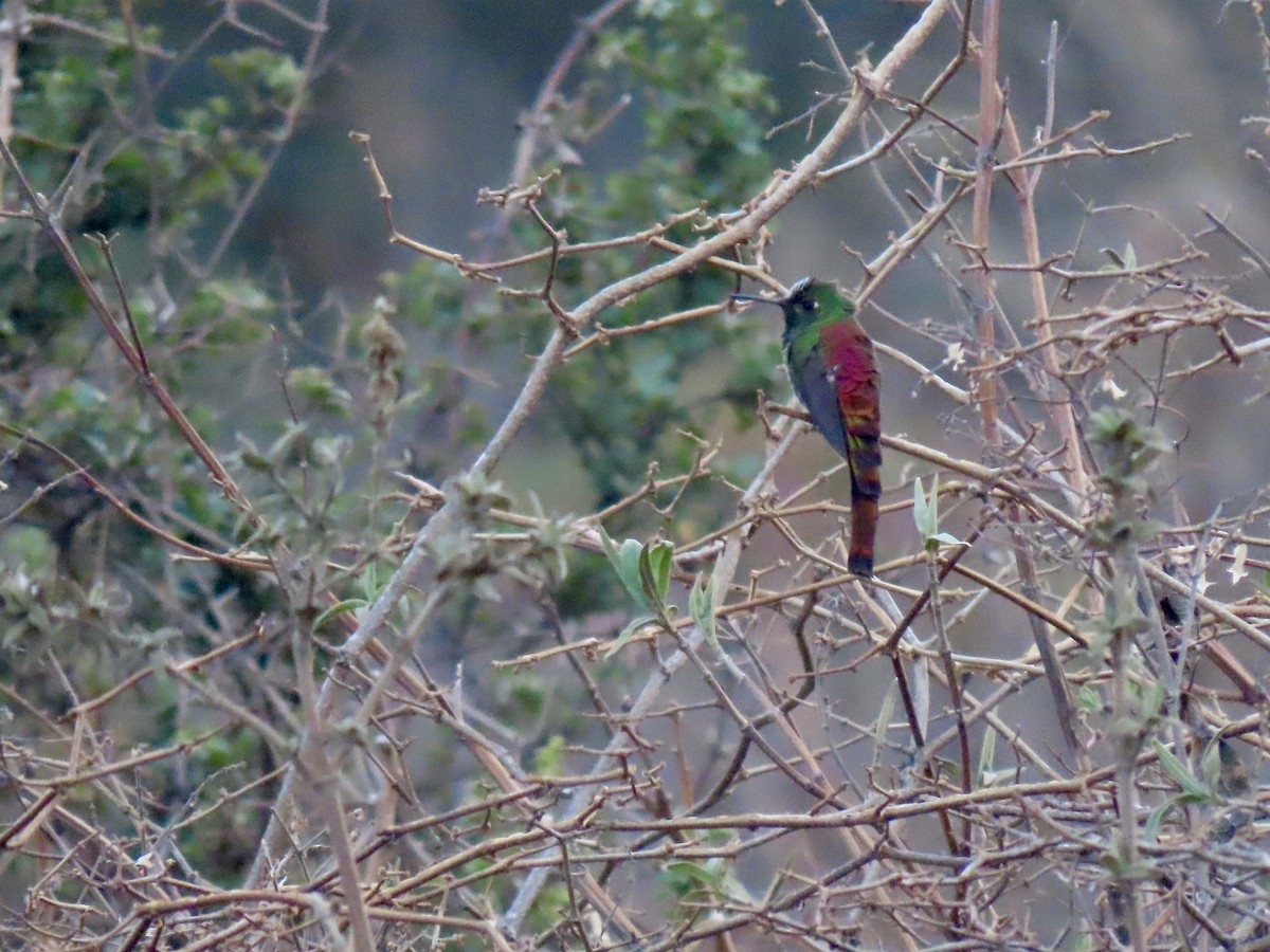Red-tailed Comet - ML643634607