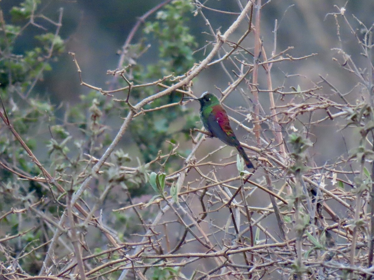 Red-tailed Comet - ML643634608