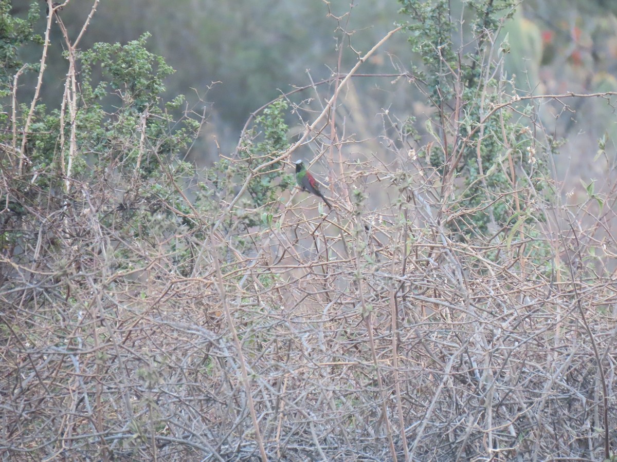 Red-tailed Comet - ML643634609