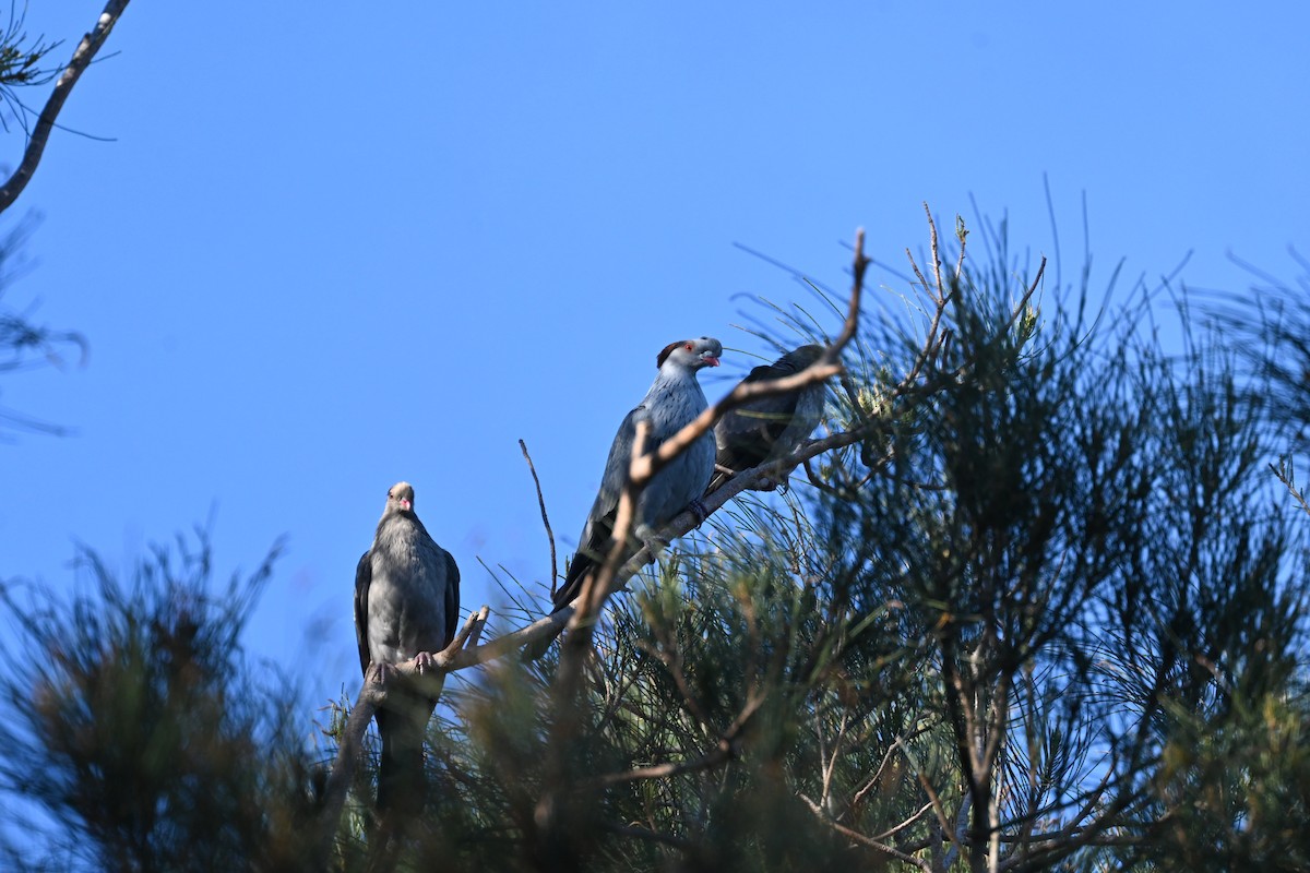 Topknot Pigeon - ML643634611
