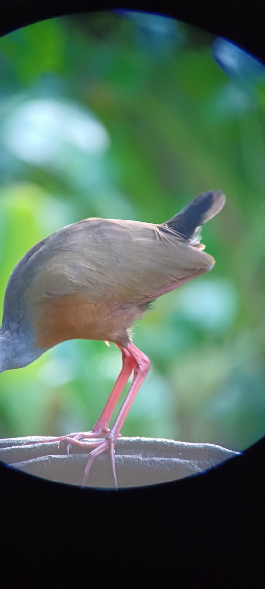 Gray-cowled Wood-Rail - ML643634616