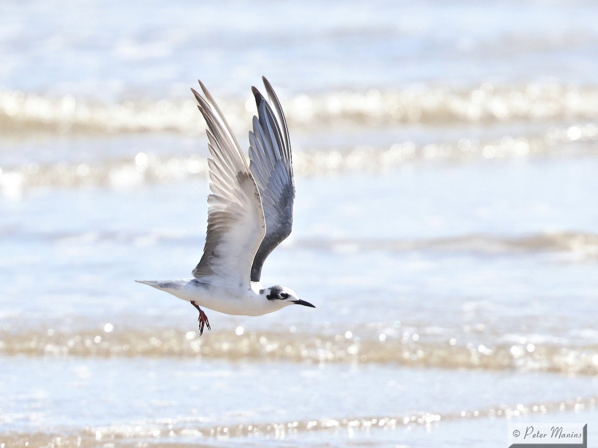 White-winged Tern - ML643634617