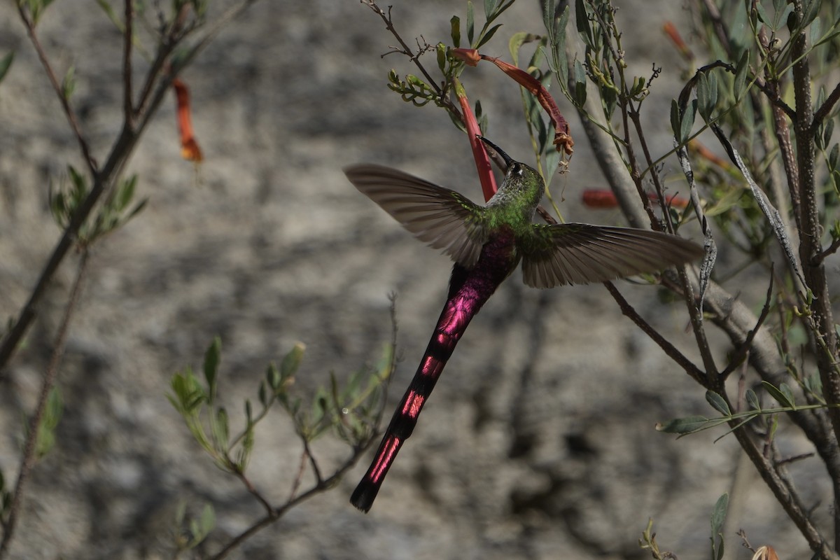Red-tailed Comet - ML643634623