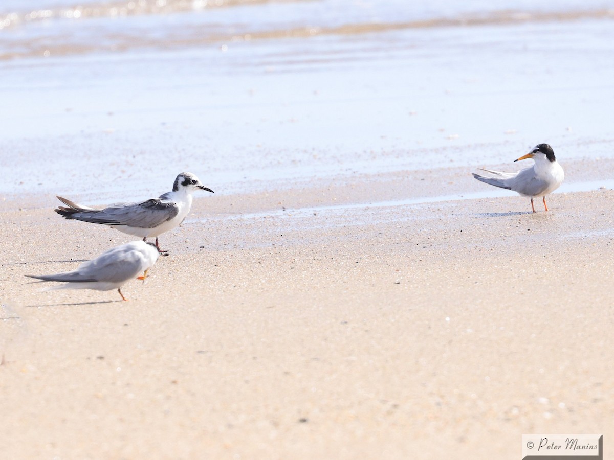 White-winged Tern - ML643634639
