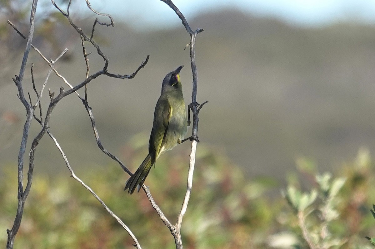 Purple-gaped Honeyeater - ML643634646