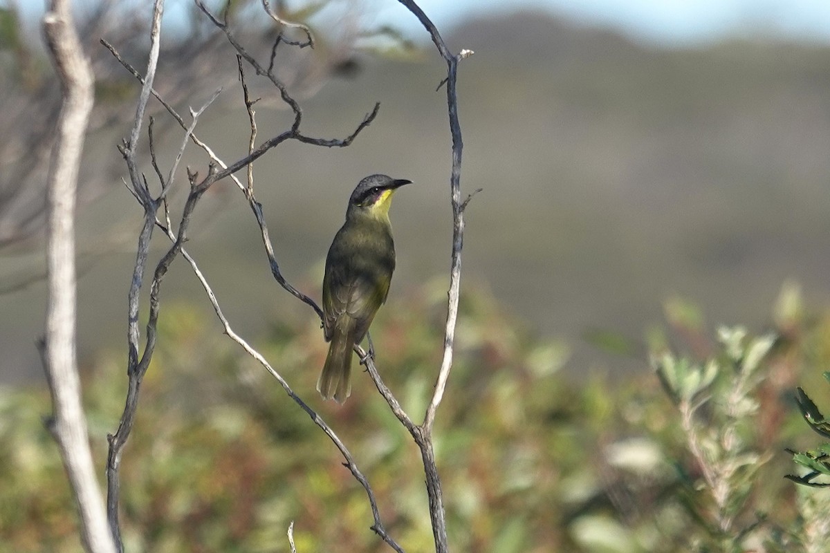 Purple-gaped Honeyeater - ML643634647