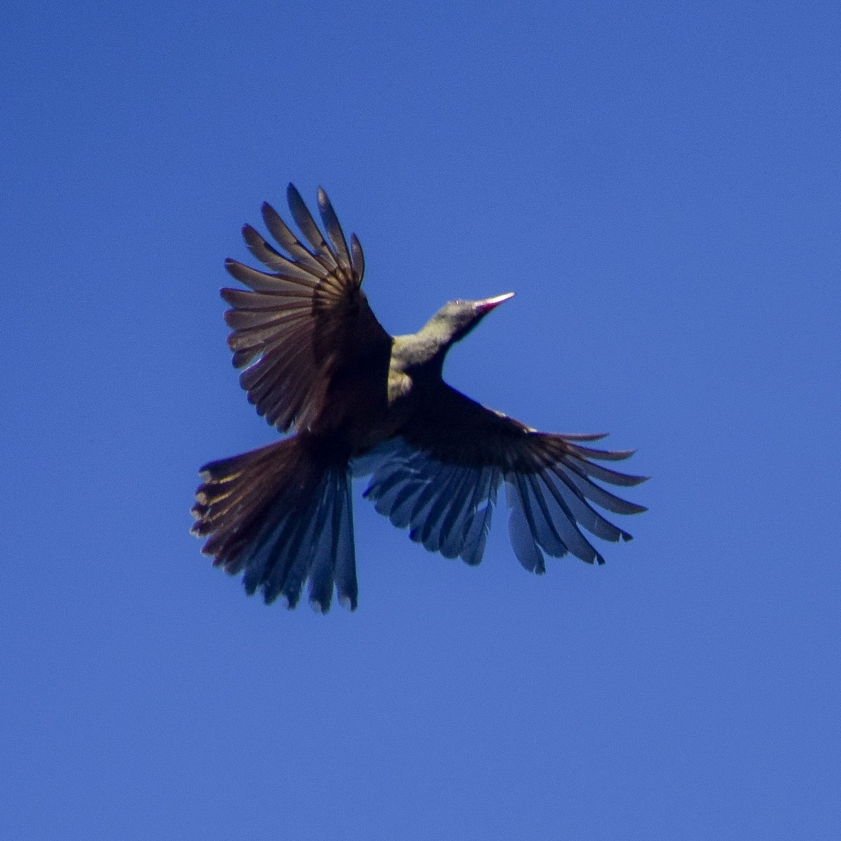 Timor Oriole - ML643634658