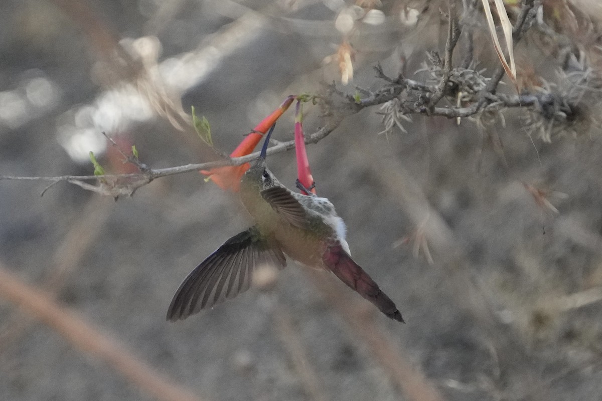 Red-tailed Comet - ML643634665