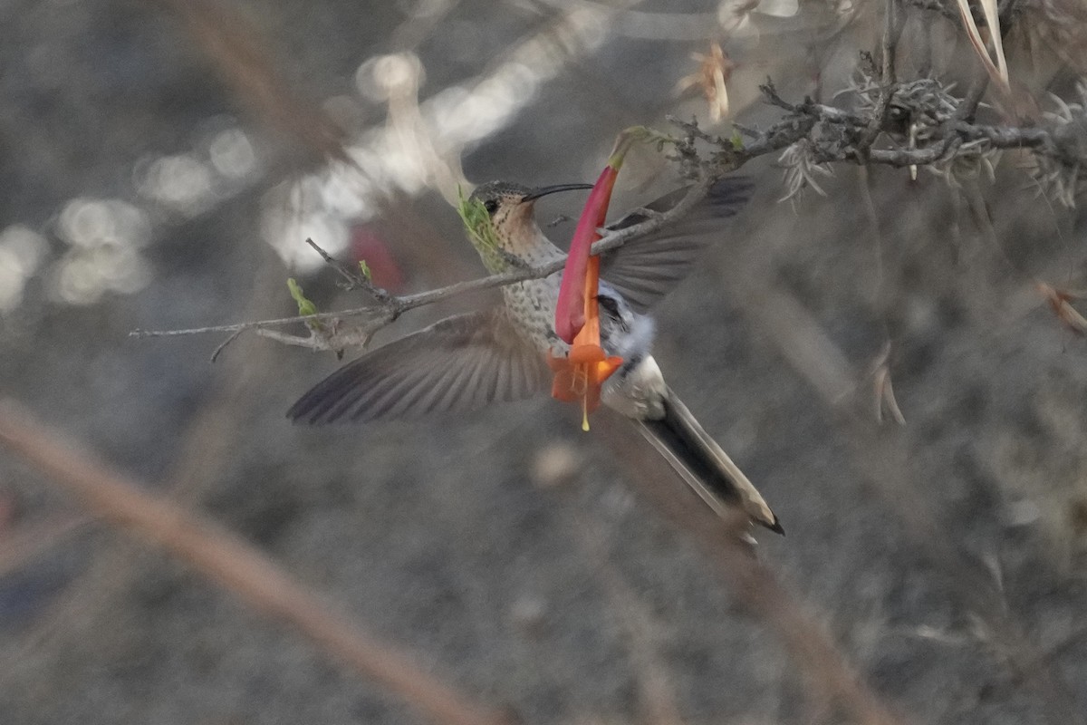 Red-tailed Comet - ML643634666