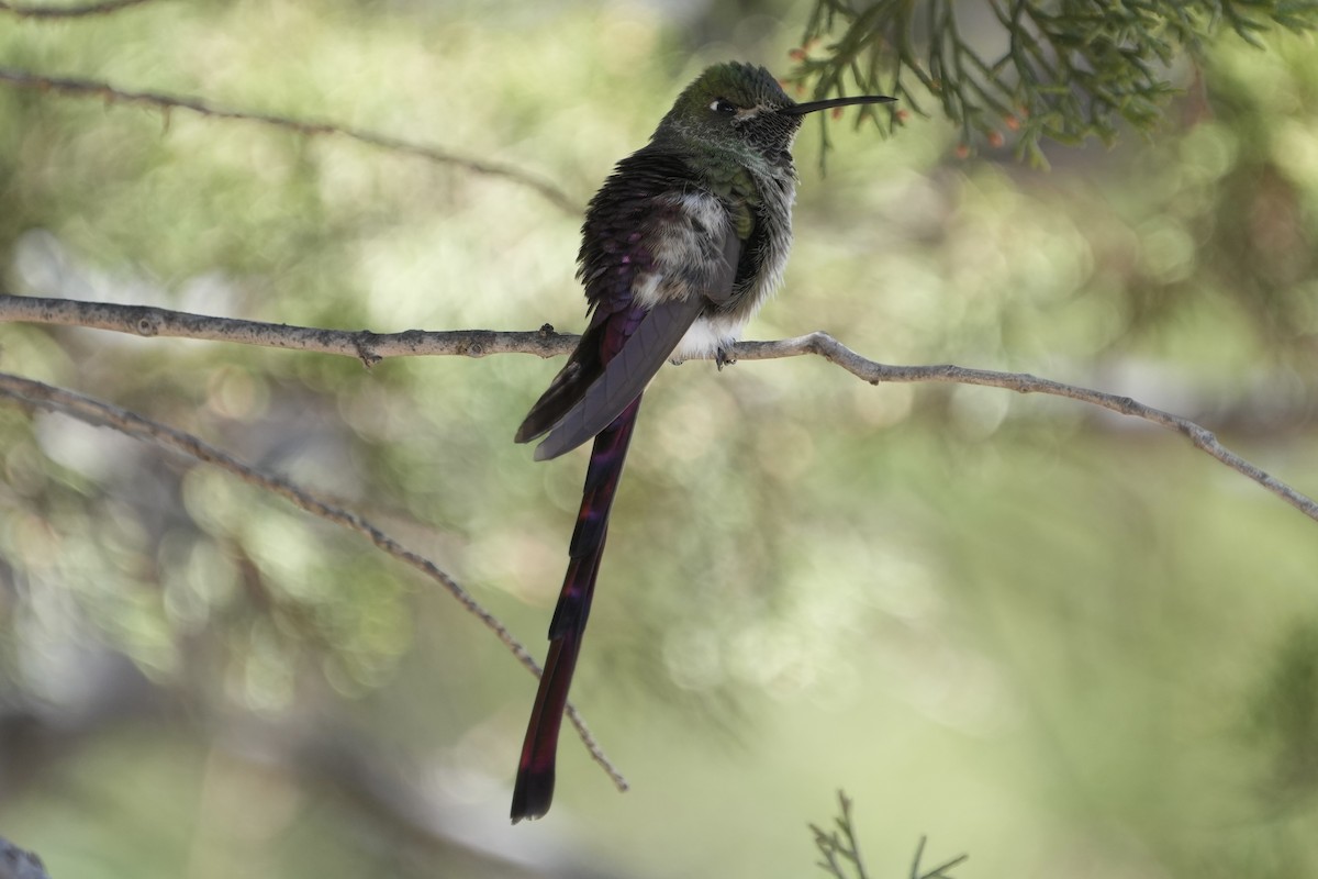 Red-tailed Comet - ML643634683