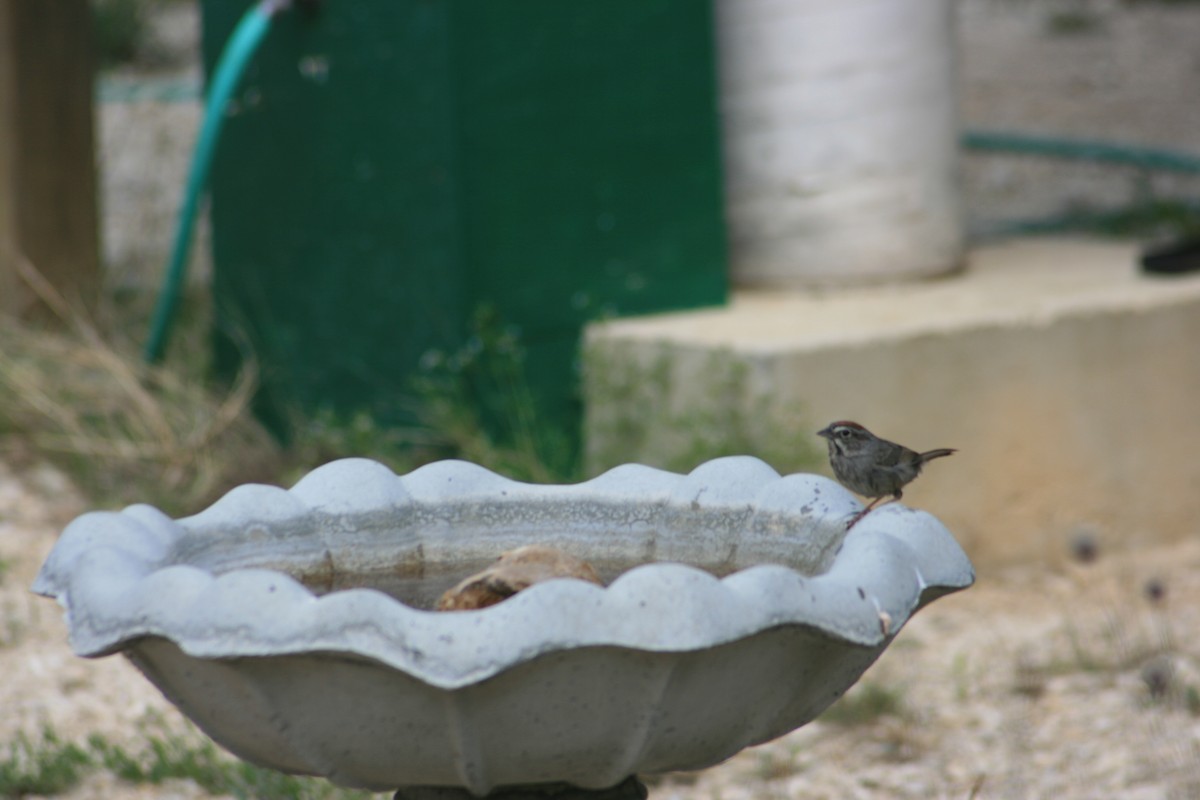 Rufous-crowned Sparrow - ML643634688
