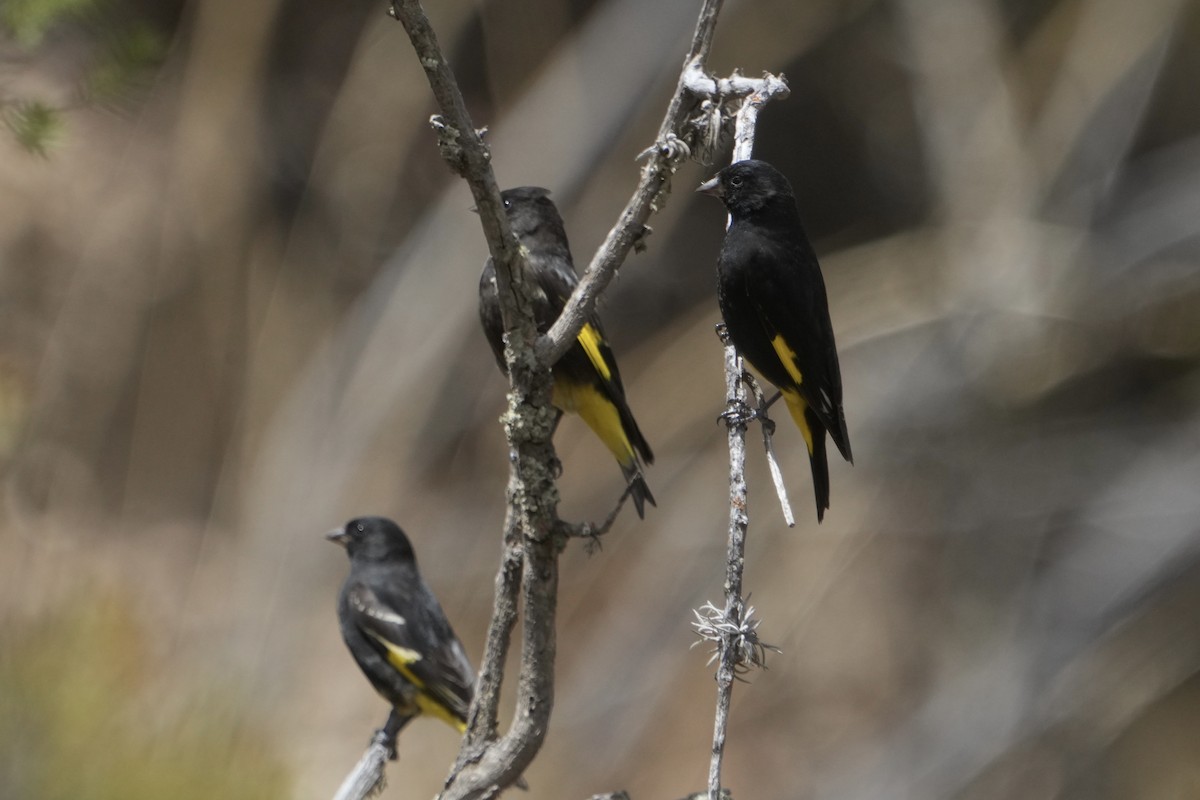 Black Siskin - ML643634698