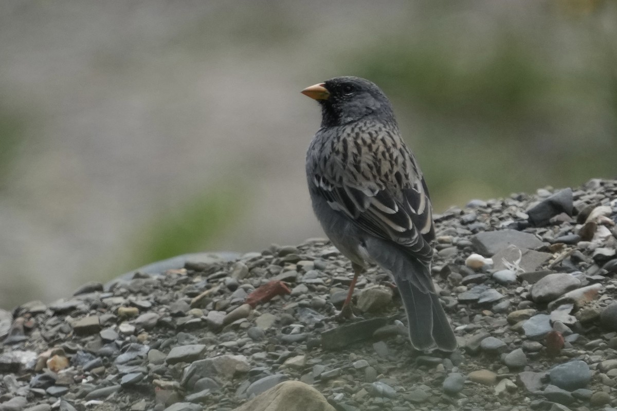 Mourning Sierra Finch - ML643634706