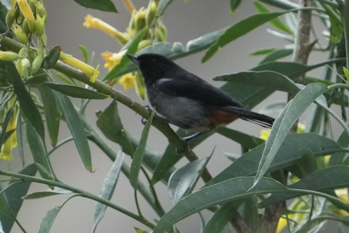 Gray-bellied Flowerpiercer - ML643634709
