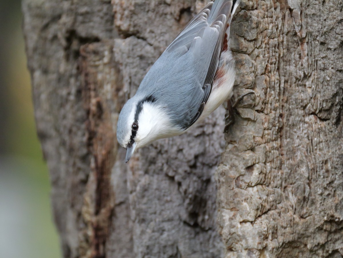 Eurasian Nuthatch - ML643634710