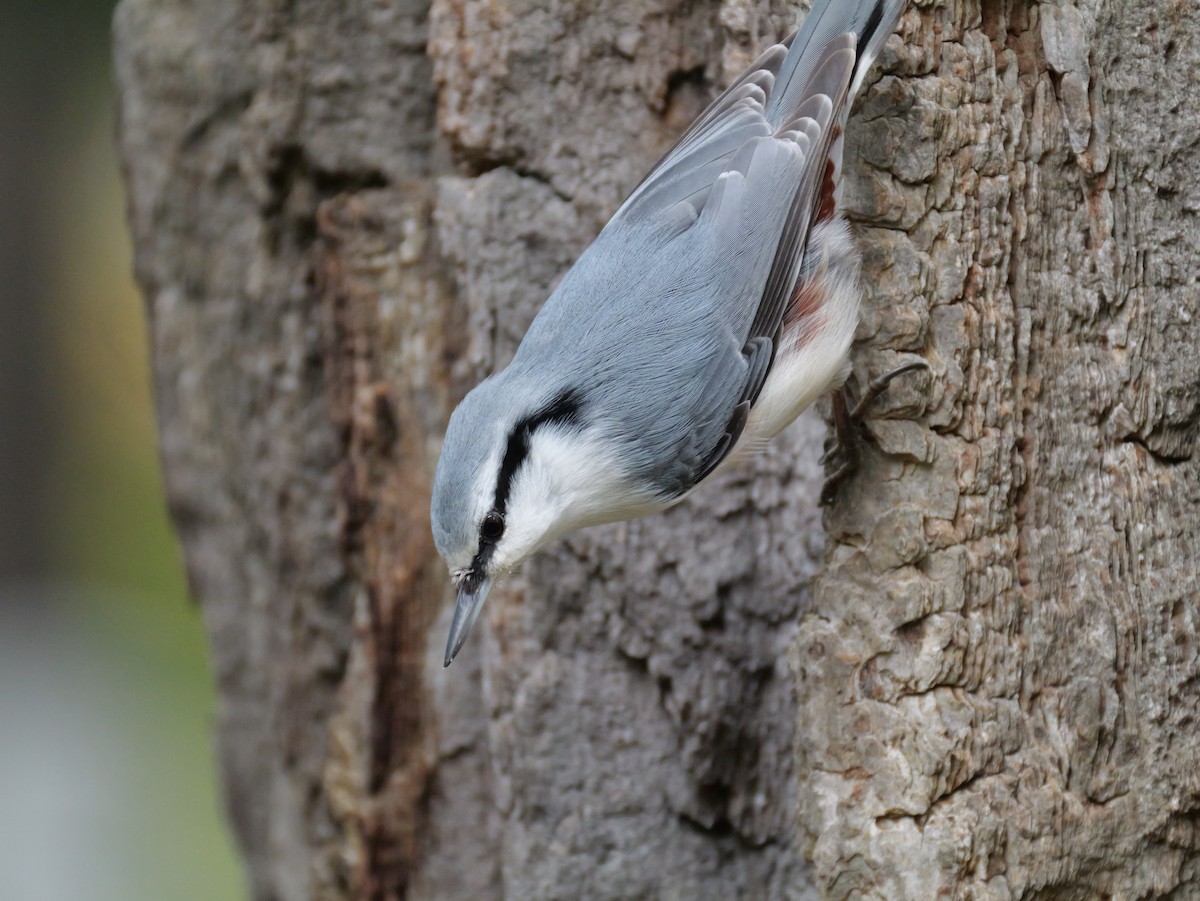 Eurasian Nuthatch - ML643634711