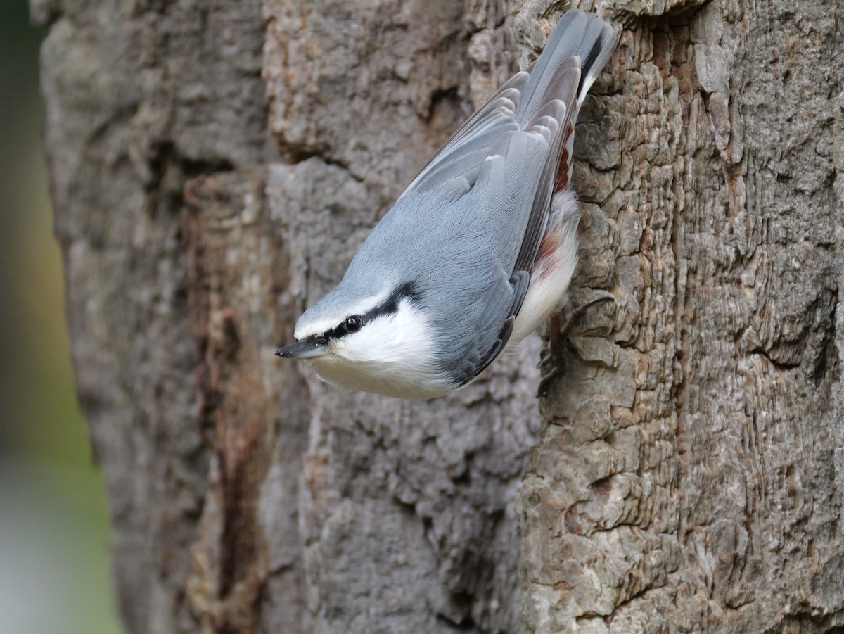 Eurasian Nuthatch - ML643634712