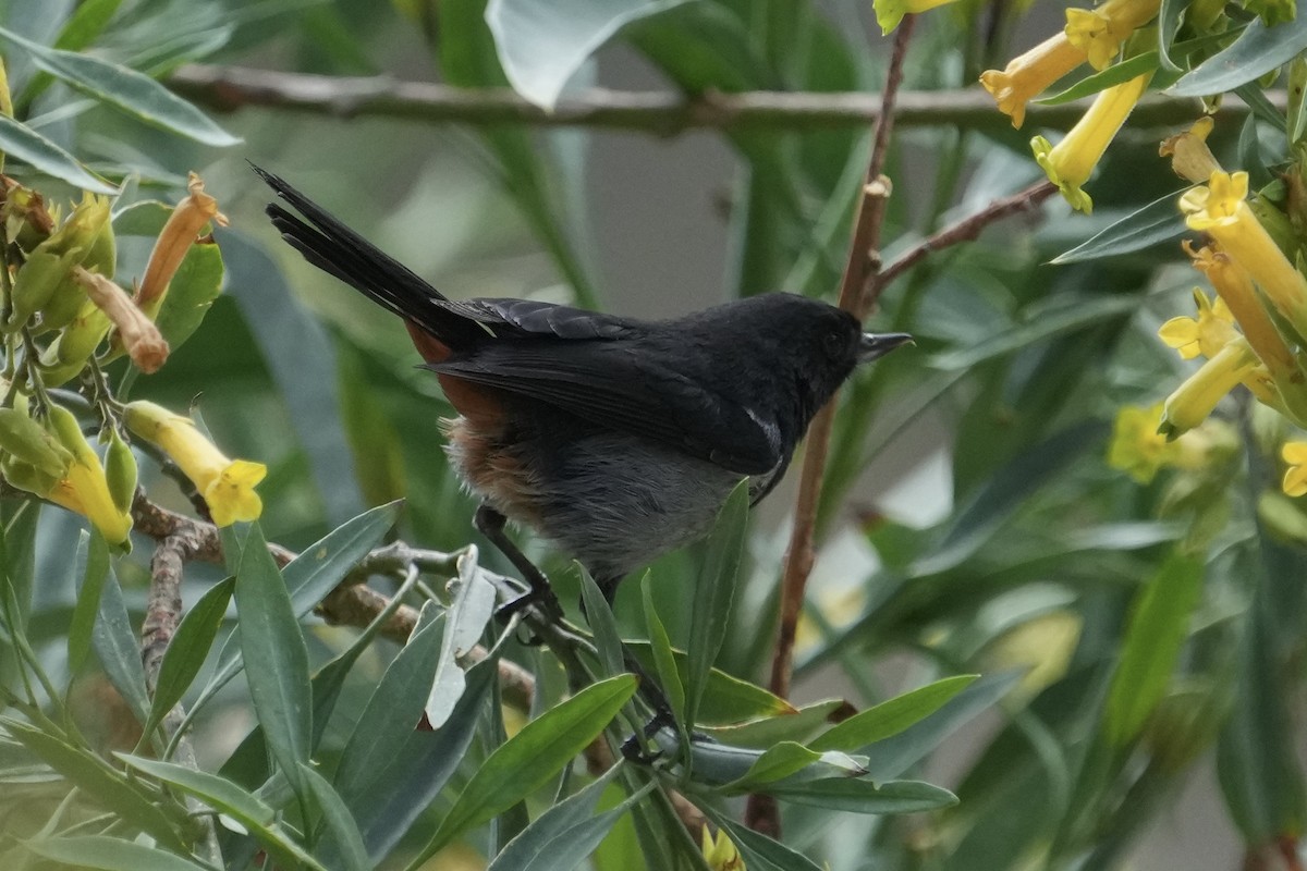 Gray-bellied Flowerpiercer - ML643634718