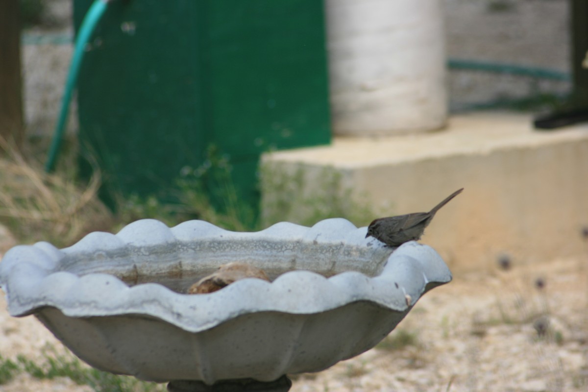 Rufous-crowned Sparrow - ML643634719