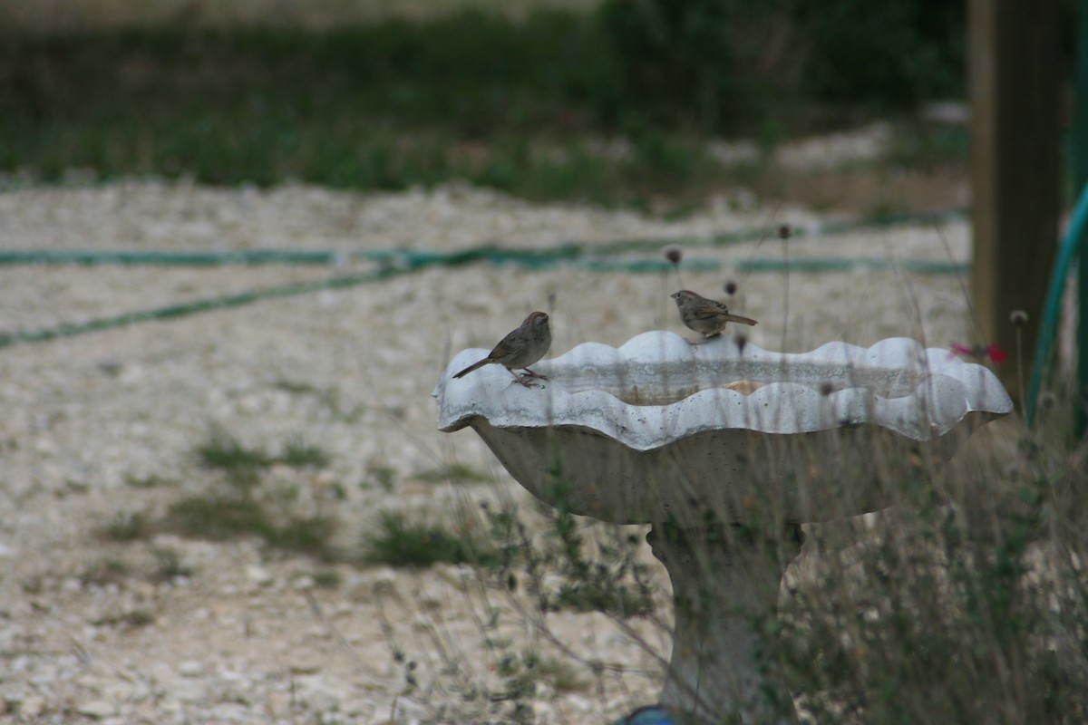 Rufous-crowned Sparrow - ML643634732