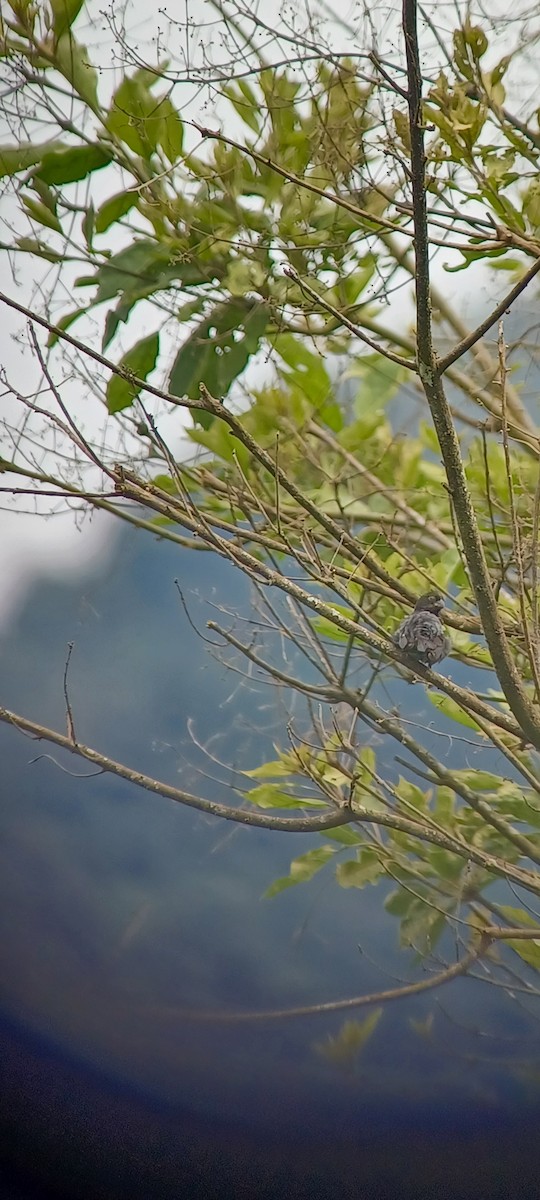 Variable Seedeater - ML643634751