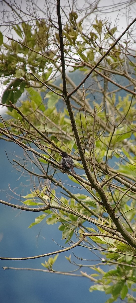 Variable Seedeater - ML643634752