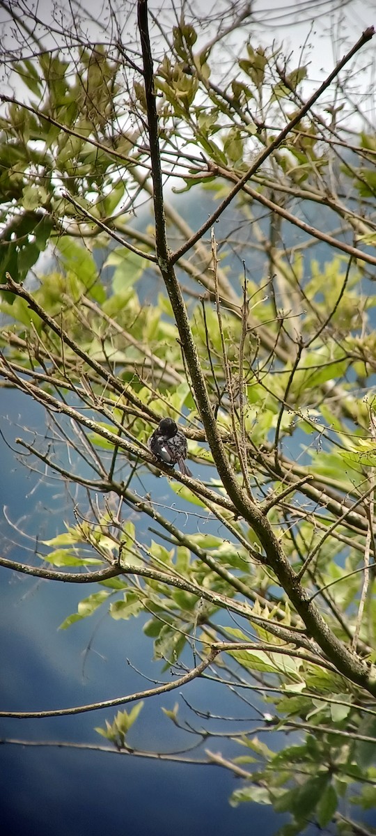 Variable Seedeater - ML643634753