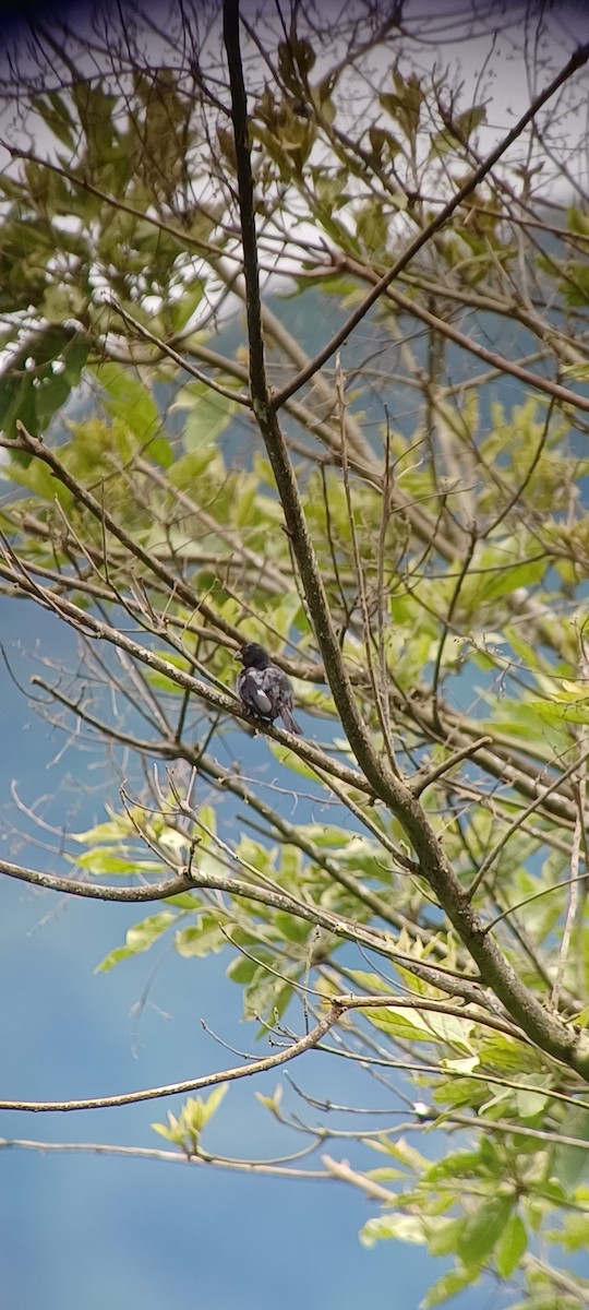Variable Seedeater - ML643634754