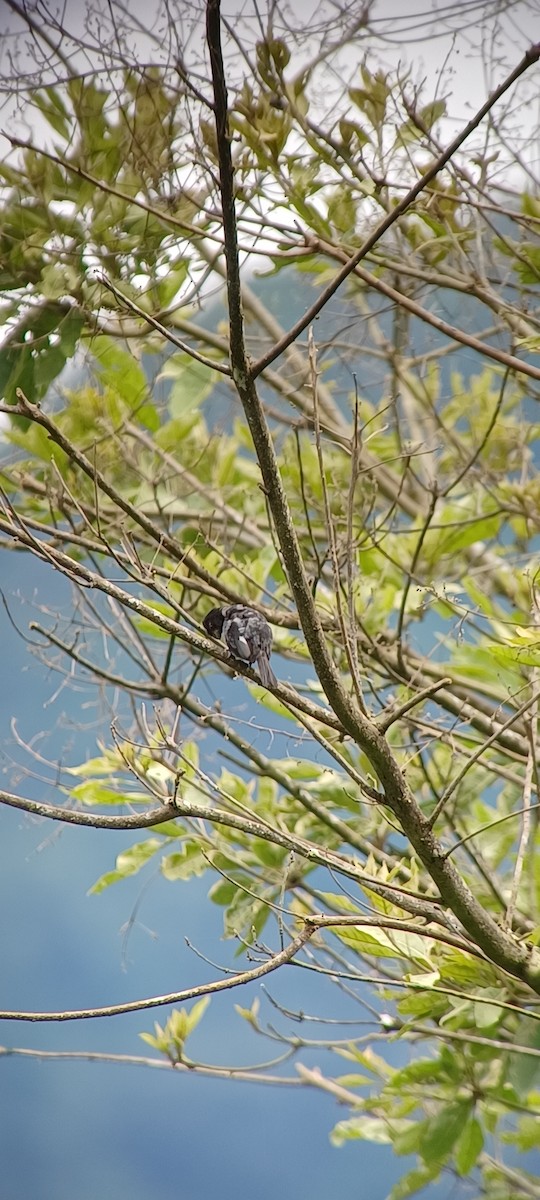 Variable Seedeater - ML643634755