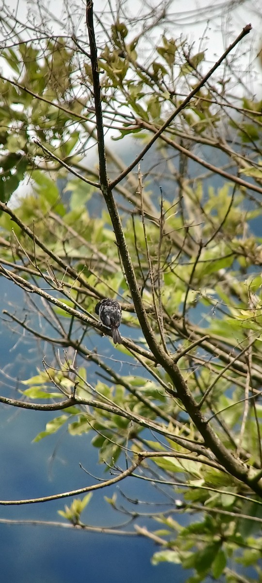 Variable Seedeater - ML643634756