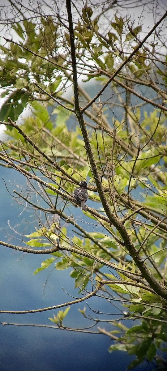 Variable Seedeater - ML643634757
