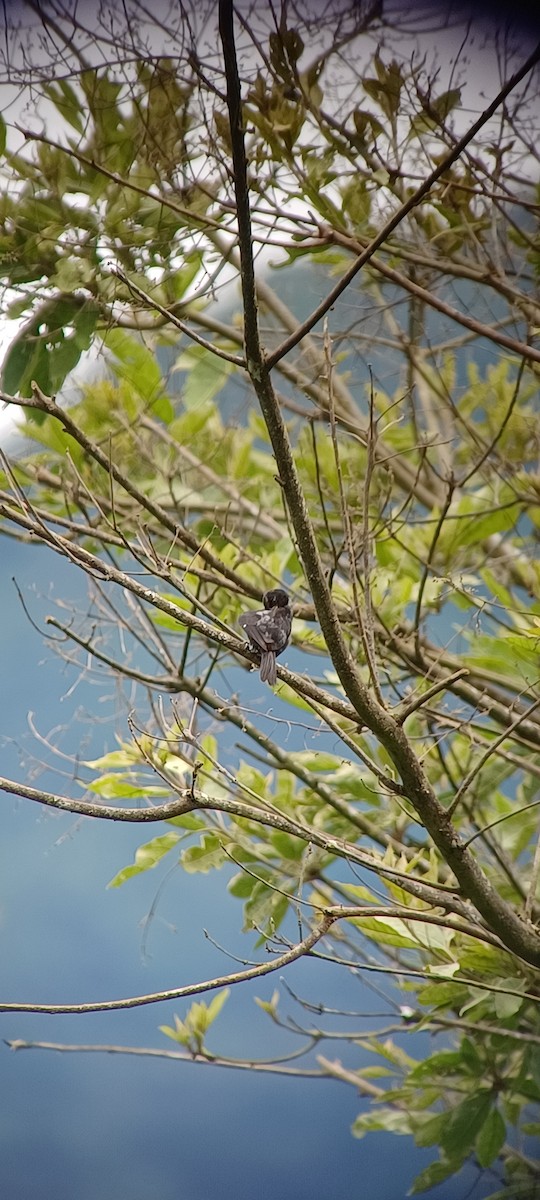 Variable Seedeater - ML643634758