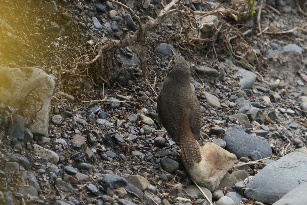 Southern House Wren - ML643634760