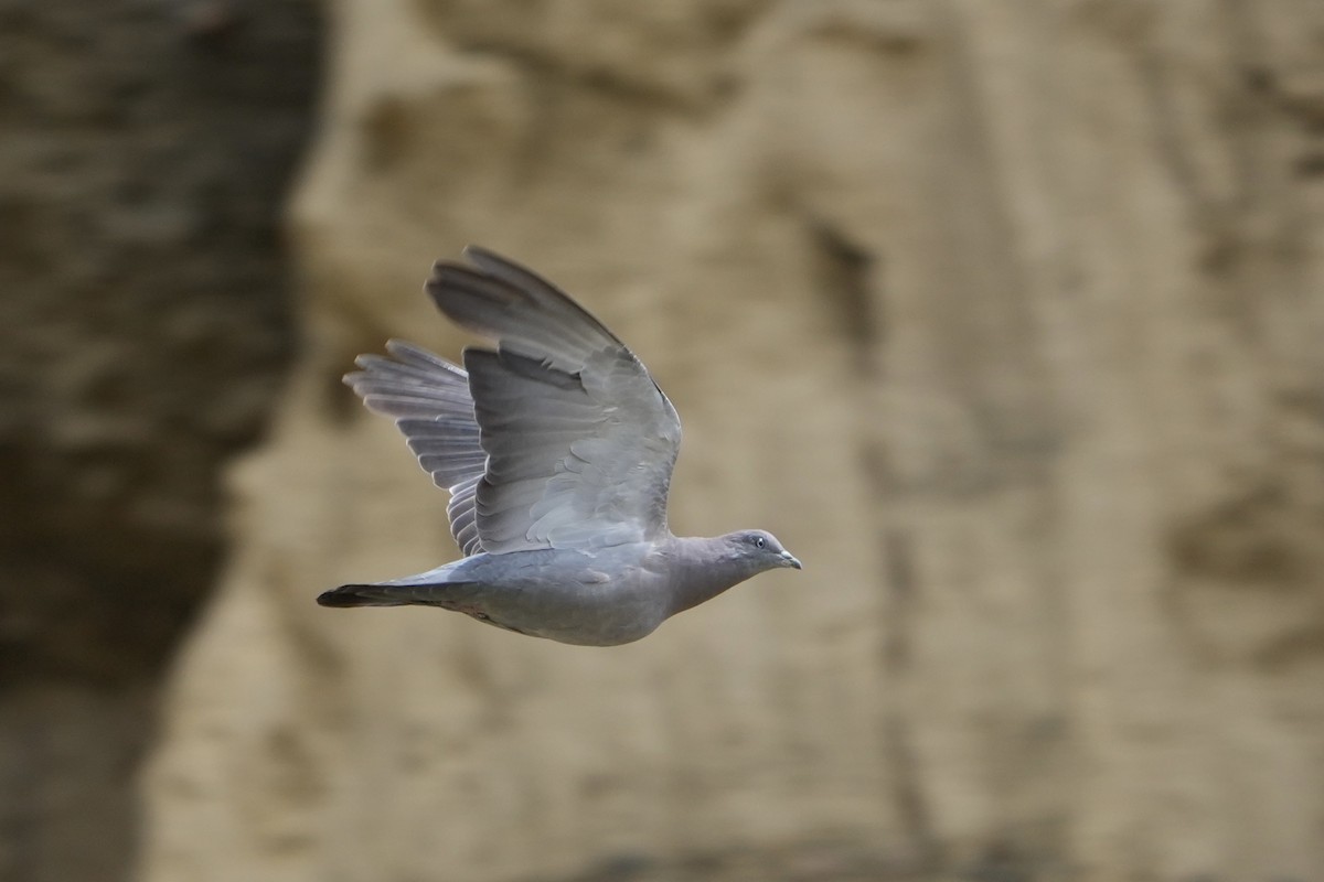 Spot-winged Pigeon - ML643634765