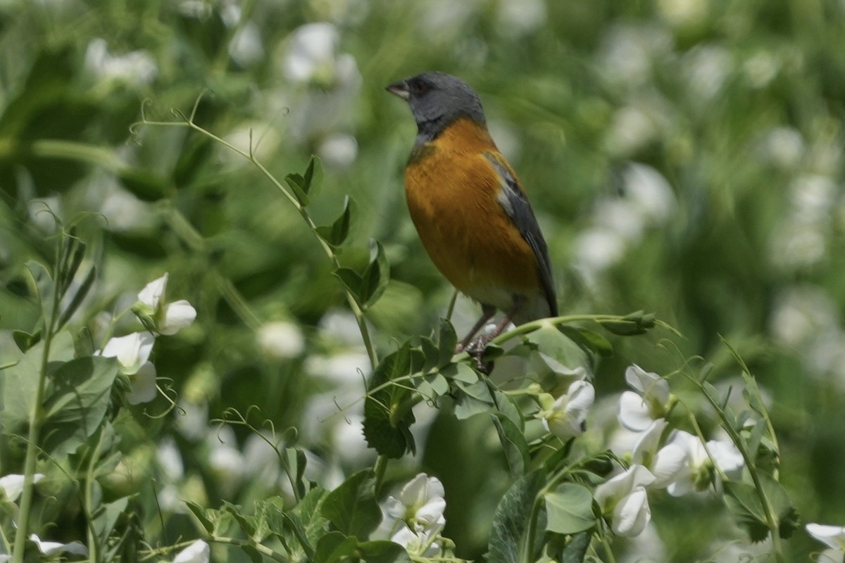 Peruvian Sierra Finch - ML643634769