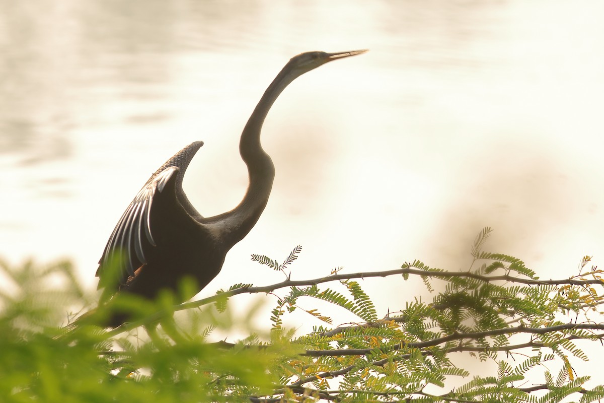 アジアヘビウ - ML643634771