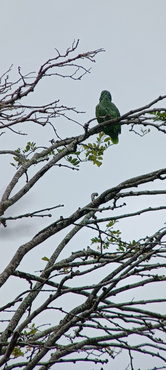 Red-lored Amazon - ML643634777