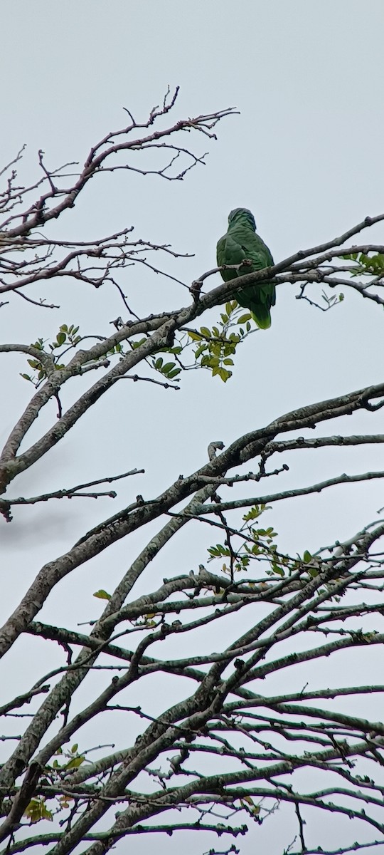 Red-lored Amazon - ML643634778