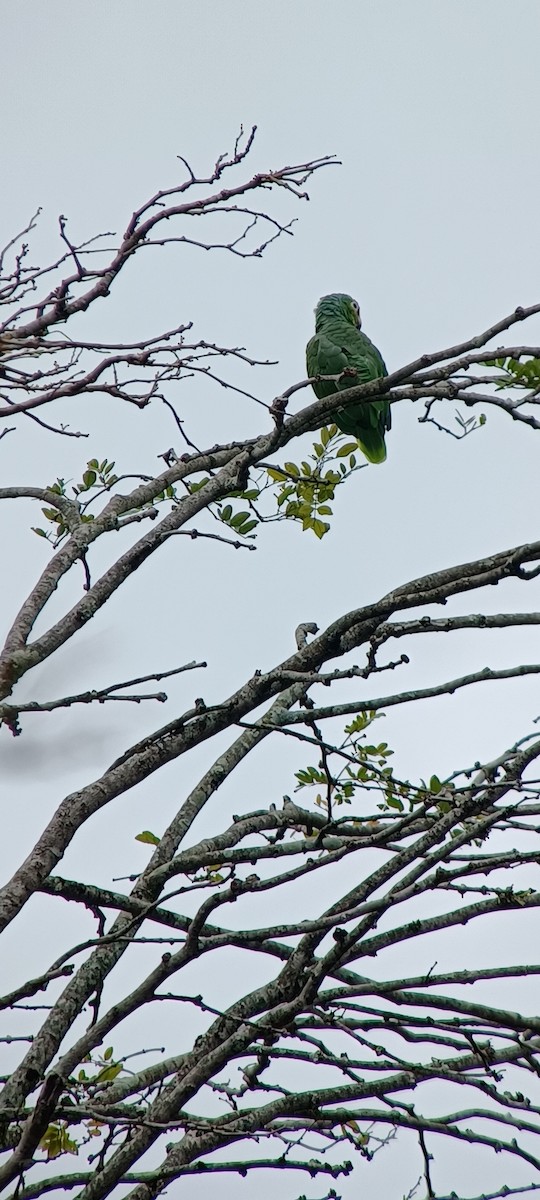 Red-lored Amazon - ML643634779
