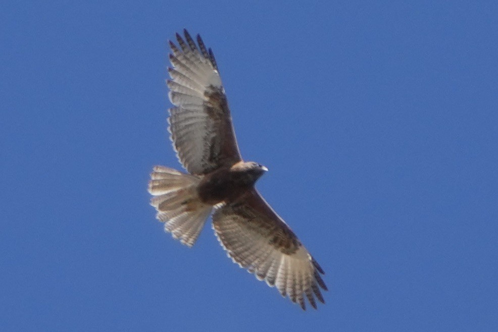 Black-chested Buzzard-Eagle - ML643634782