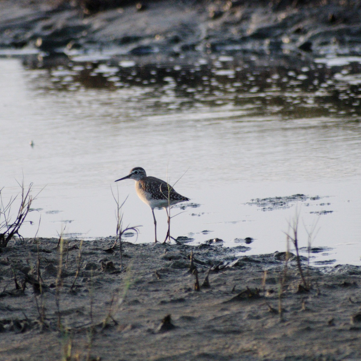 Wood Sandpiper - ML643634784