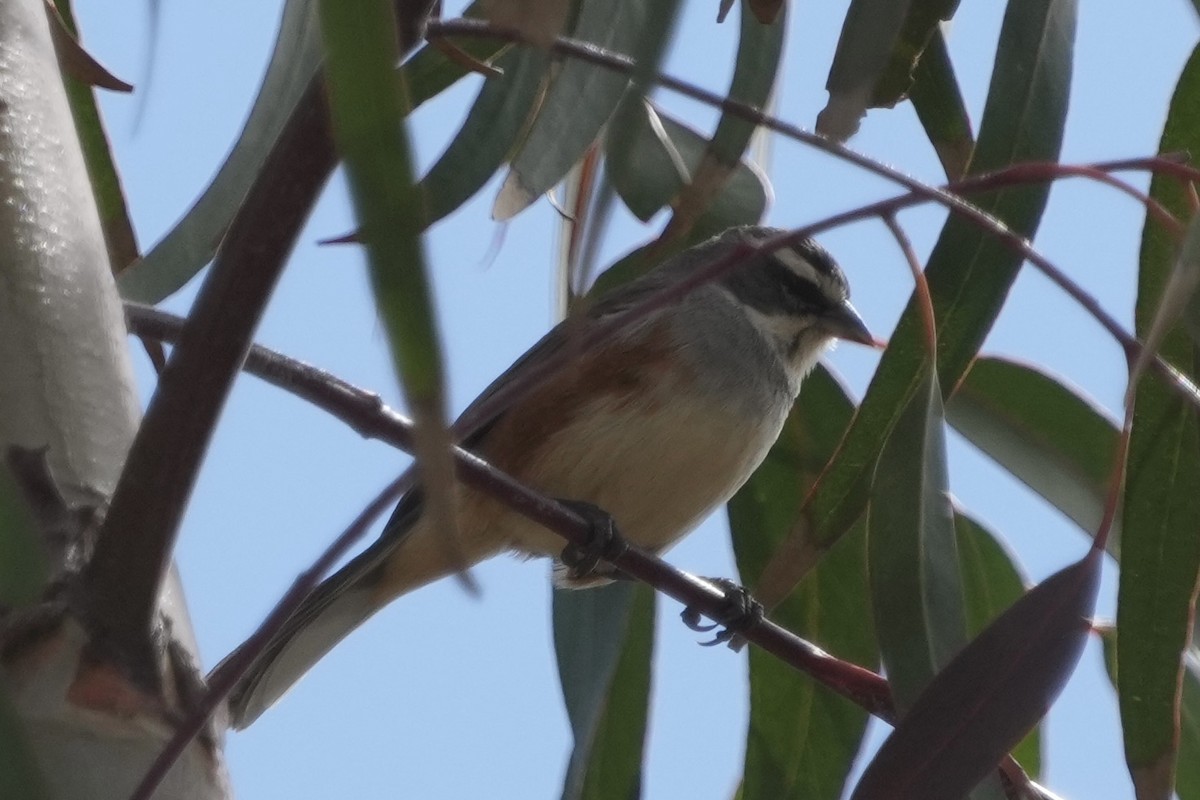 Rufous-sided Warbling Finch - ML643634789