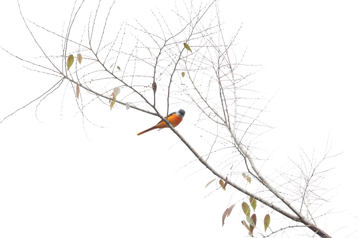 Gray-chinned Minivet - ML643634808